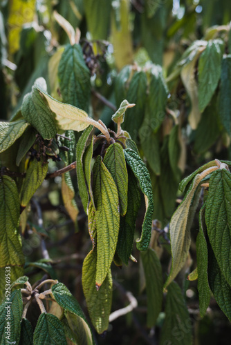 leaves