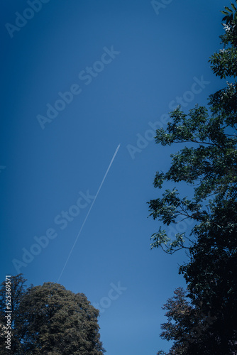 trees, sky and plane