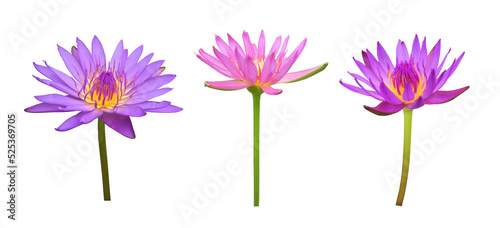 Isolated pink lotus or waterlily flower with clipping paths.