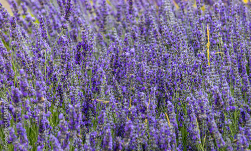 Lavender close up macro stock photo