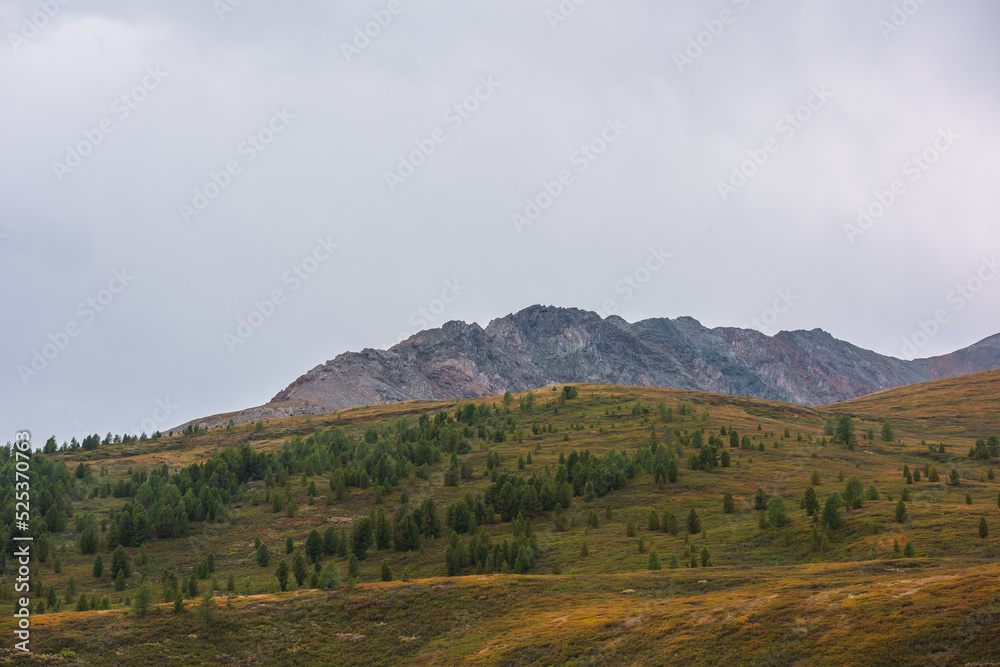 Scenic autumn landscape with forest on hillside and rocky mountain range under gray cloudy sky. Dramatic scenery with coniferous trees on mountainside in overcast weather. Atmospheric autumn mountains