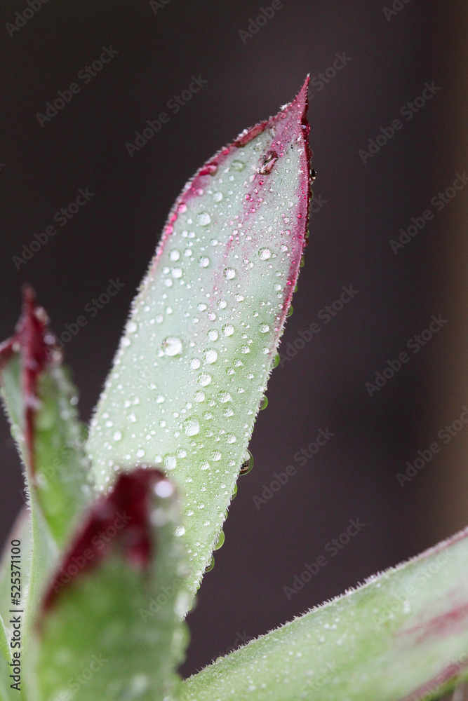 la joubarbe commune en gros plan (plan rapproché) avec des gouttes d'eau sur des feuilles vertes et roses la joubarbe commune en gros plan (plan rapproché) avec des gouttes d'eau sur des feuilles vertes et roses