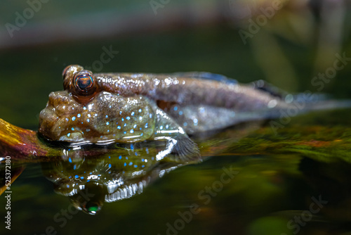 Atlantic Mudskipper (Periophthalmus barbarus) in Shallow Water photo