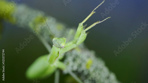 Closeup portrait of Green praying mantis sits on tree branch and looks at on camera lens. European mantis (Mantis religiosa)