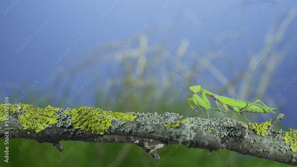 Green praying mantis sits on tree branch and looking at on camera lens on green grass and blue sky background. Transcaucasian tree mantis (Hierodula transcaucasica)