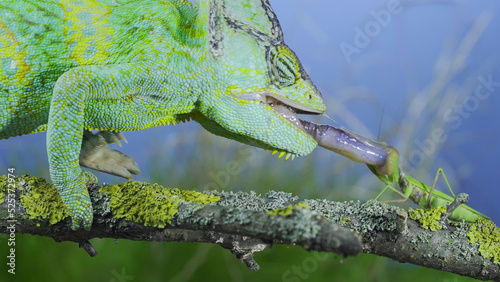 Close-up of mature Veiled chameleon hunts by shooting tongue at praying mantis. Cone-head chameleon or Yemen chameleon (Chamaeleo calyptratus) and Transcaucasian tree mantis (Hierodula transcaucasica) photo