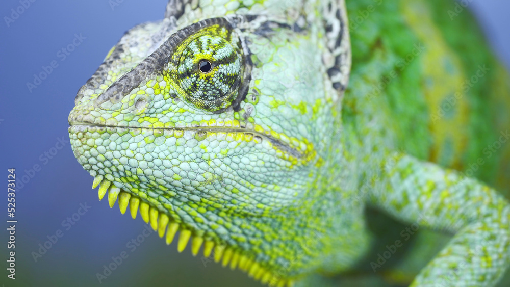 Fototapeta premium Adult green Veiled chameleon sits on a tree branch and looks around, on green grass and blue sky background. Cone-head chameleon or Yemen chameleon (Chamaeleo calyptratus)