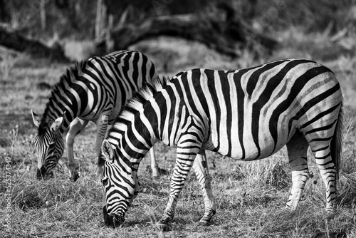 Pregnant Zebra  Okavongo Delta  Bostawana  August 2022 