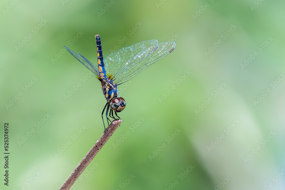 Aethriamanta aethra , Beautiful dragonfly perched on a branch with green background in Thailand. Aethriamanta aethra , Beautiful dragonfly perched on a branch with green background in Thailand.