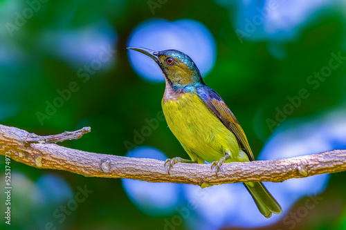 Brown-throated sunbird or Plain-throated sunbird or Anthreptes malacensis, Beautiful small bird perching on branch with colorful background. Thailand