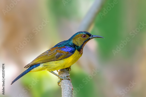 Brown-throated sunbird or Plain-throated sunbird or Anthreptes malacensis, Beautiful small bird perching on branch with colorful background. Thailand