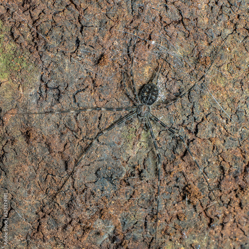 The black spider camouflaged on brown scale bark, Thailand.