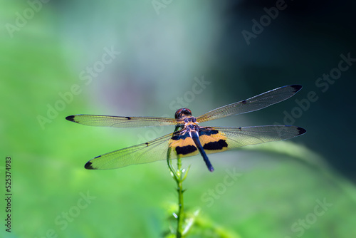 Rhyothemis phyllis , Beautiful dragonfly perched on a branch with green background in Thailand.