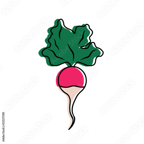 Radish isolated on white background. Radish icon with leaves. Healthy vegetable rich in vitamins and antioxidants. Raphanus sativus. Crunchy salad. Vector illustration, doodle style, line art