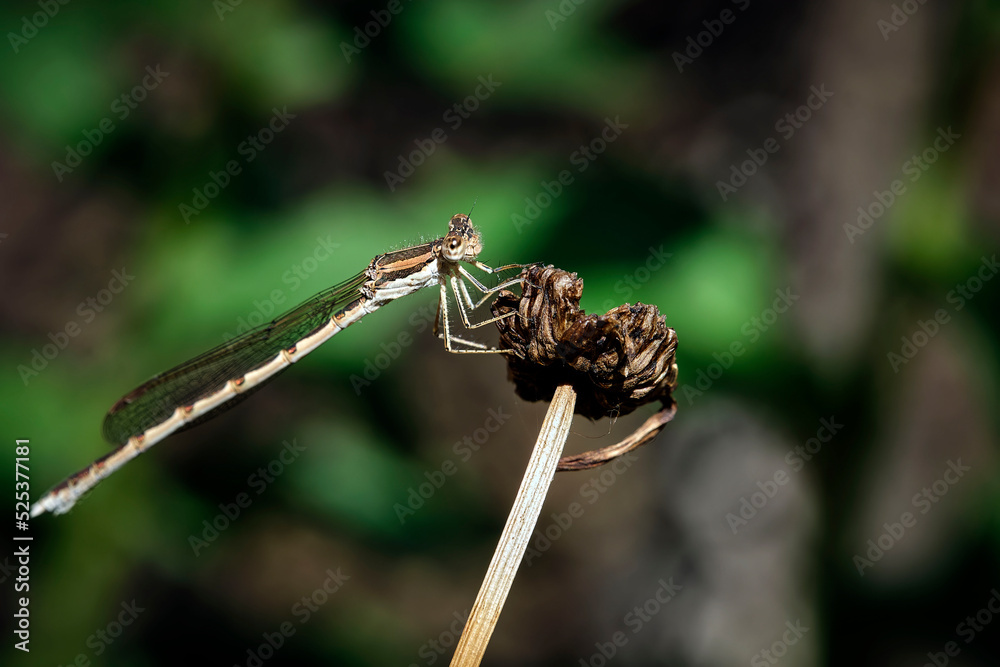 Gemeine Winterlibelle ( Sympecma fusca ). Gemeine Winterlibelle ( Sympecma fusca ).