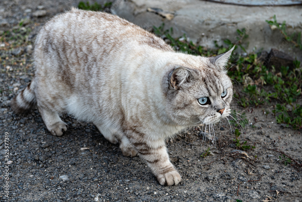 A blue-eyed cat with a light reddish coat is photographed while stalking prey.
