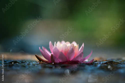 Pink lotus flower or water lily in water 