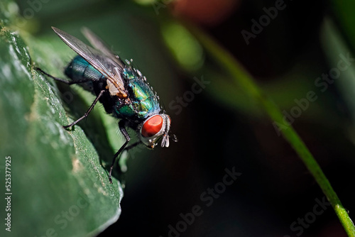 Goldfliege ( Lucilia sericata ). photo