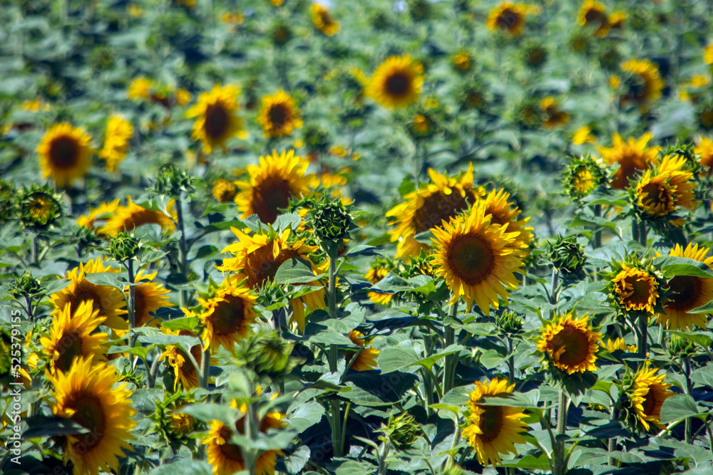 Fototapeta premium Sunflowers is a natural background. Sunflower blooms. 