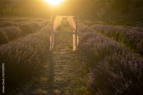 lavender field stock photo photo