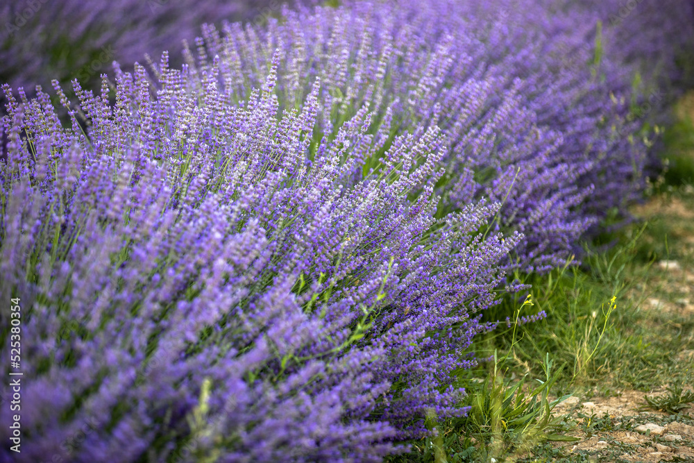 lavender field stock photo