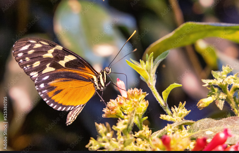 Obraz premium Schmetterling