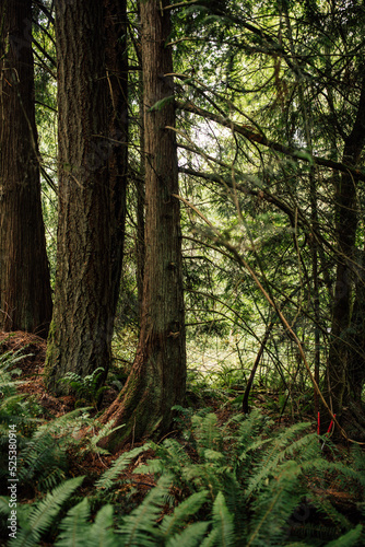 Douglas fir trees in the forest with ferns
