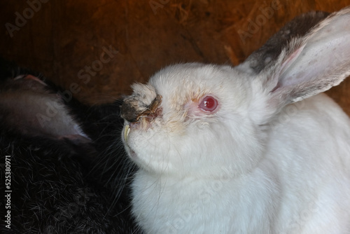 Rabbit with overgrown teeth. rabbit after an illness. malocclusion. the rabbit has a swollen nose. festering wound. photo