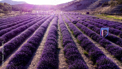 aerial view Lavender fields stock photo