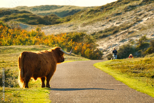 A Scottish Highland cattle in the North Holland dune reserve standing next to a trail, looking to two tourists with bikes. Schoorlse Duinen, Netherlands.