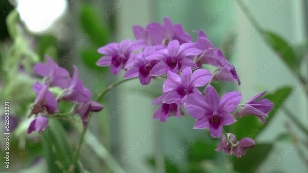 Pink orchids flowers on a green plant the greenery. Pink orchids flowers on a green plant the greenery.