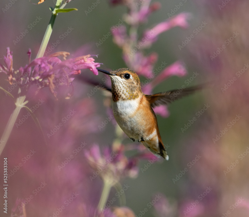 hummingbird with pink flowers