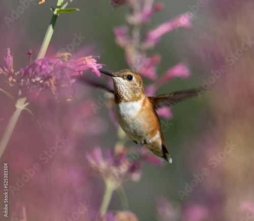 Obraz na płótnie hummingbird with pink flowers w salonie