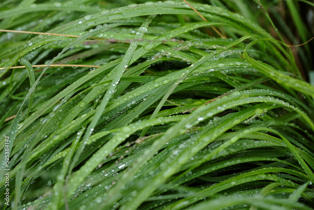 Nasses Gras mit Wassertropfen Detail Unschärfe Nasses Gras mit Wassertropfen Detail Unschärfe