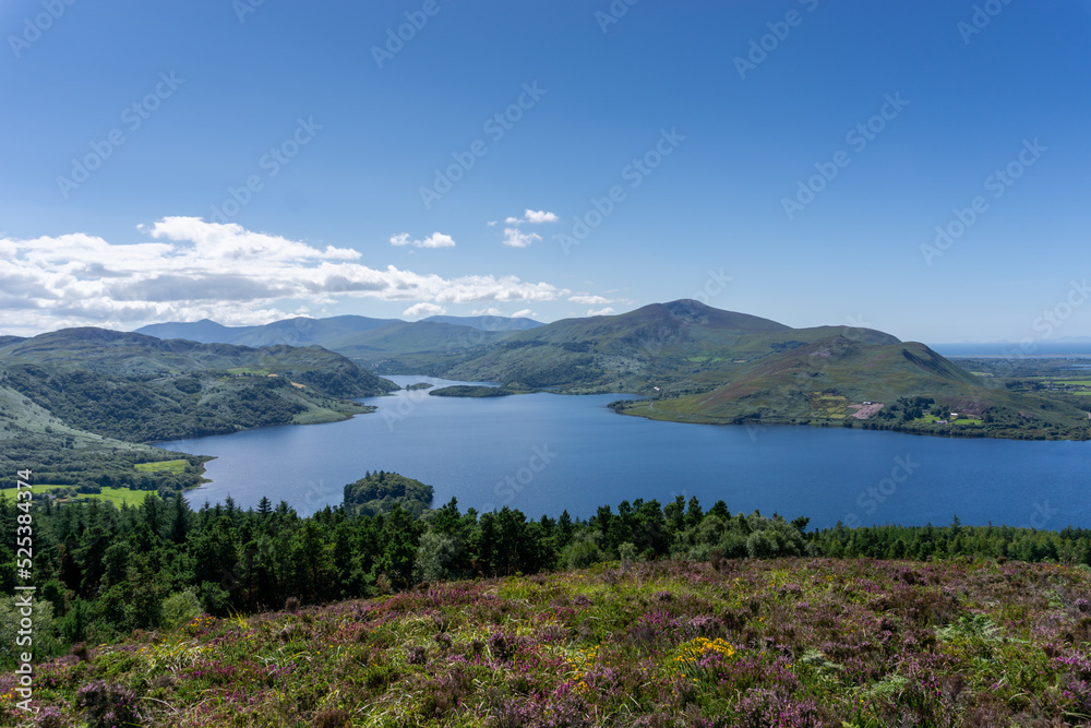 summer heath with a view of Caragh Lake and the mountains of the Dingle Peninusla in County Kerry summer heath with a view of Caragh Lake and the mountains of the Dingle Peninusla in County Kerry