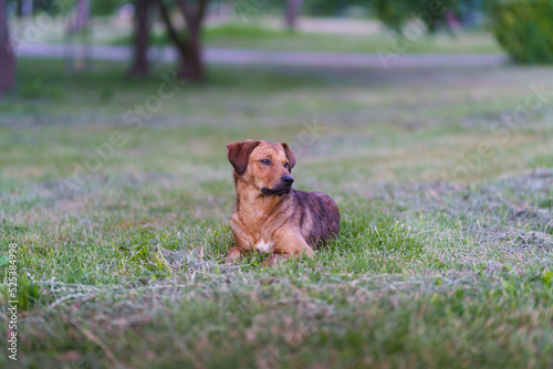 A beautiful lonely dog lies on the grass. Homeless animals. 