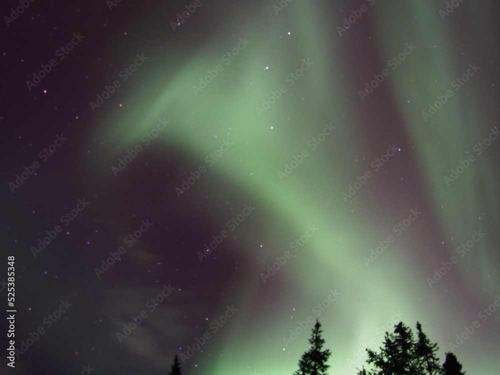 aurora over the forest