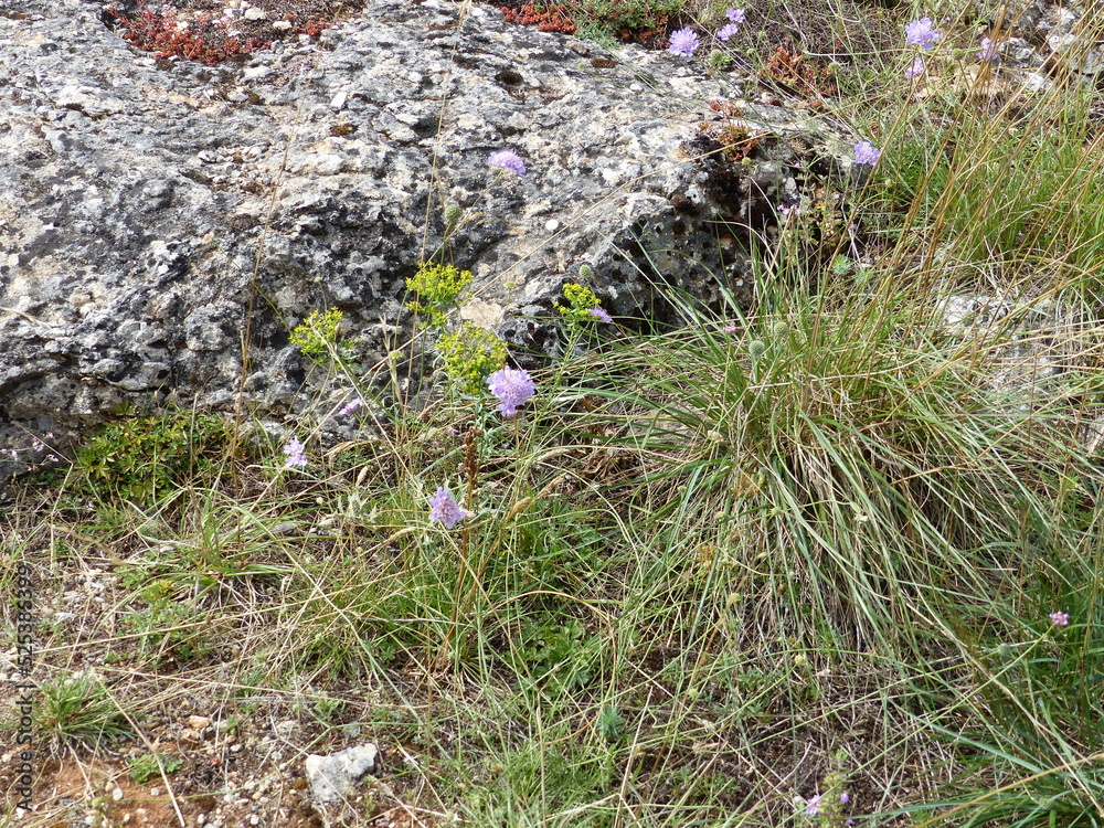 Causse du Méjean Causse du Méjean