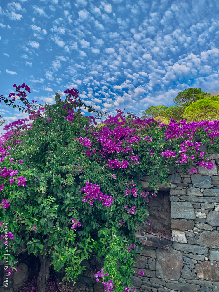 Bougainvillaea  Tree. Clouds in the background.. Fuschia bougainvillaea tree resting on stone wall with abstract clouds looking like cotton balls  in the background. Stock Image.