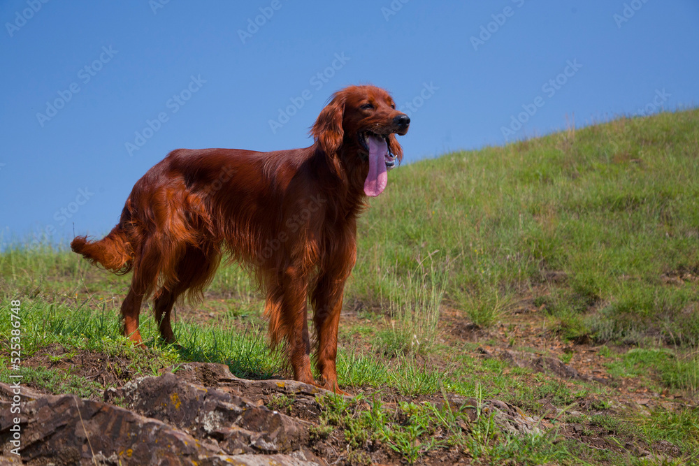 Irish Setter stands on the grass on a sunny day.