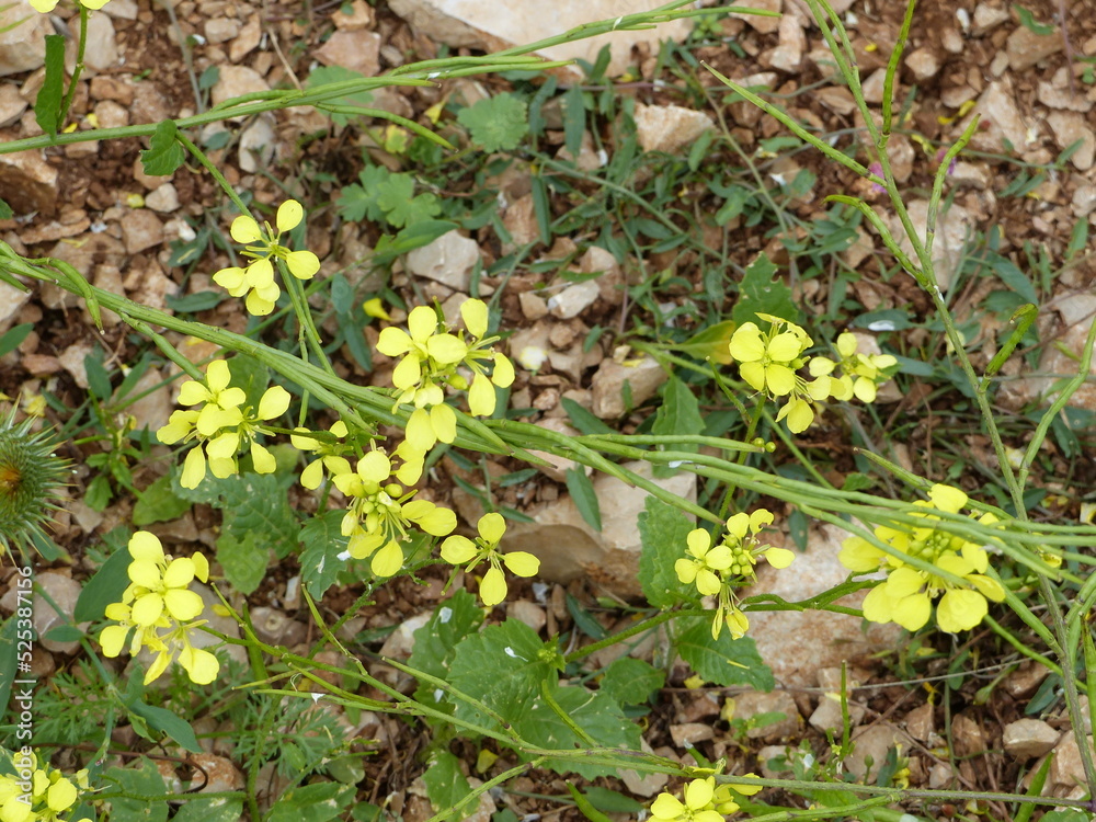 Fototapeta premium Causse du Méjean