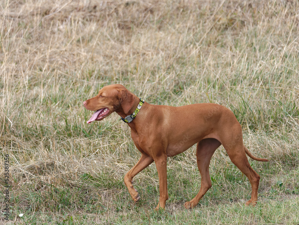 Hungarian Vizsla dog walking in the meadow Hungarian Vizsla dog walking in the meadow