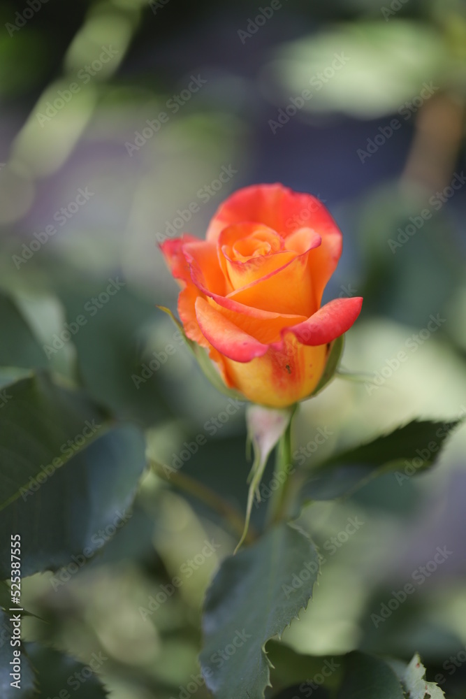 close up of a flower , macro flower portrait close up of a flower , macro flower portrait