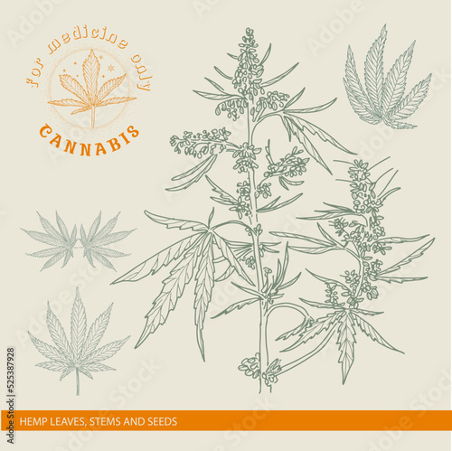 Hand drawn sketch of cannabis, marijuana hemp plant contour in vintage style