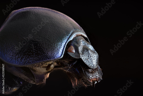 Close-up of spring dumbledor or spring dor beetle. Extreme Macro, Focus Stacking photo