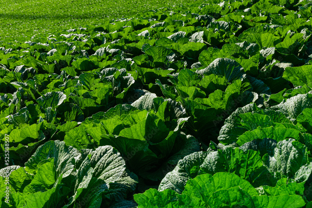 Close-up cabbage of green vegetables growing in alpine regions. Taebaek-si, Gangwon-do, South Korea. Close-up cabbage of green vegetables growing in alpine regions. Taebaek-si, Gangwon-do, South Korea.
