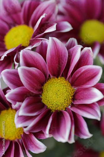 close up of a flower   macro flower portrait 