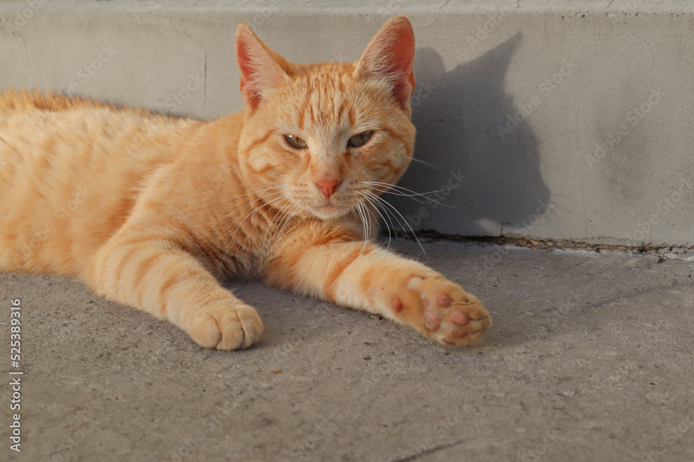 Ginger tabby cat lying on its back on a lawn. Pet Close-up. Ginger tabby cat lying on its back on a lawn. Pet Close-up.