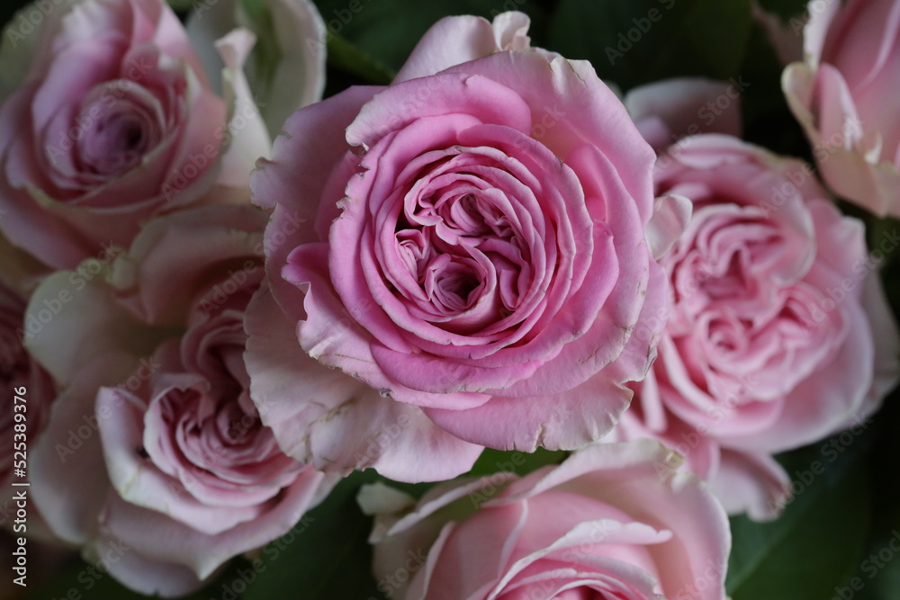 Fototapeta premium close up of a flower , macro flower portrait