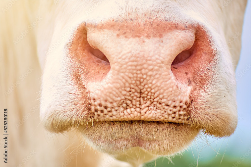 Nose of white cow macro closeup